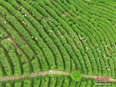 （乡村行·看振兴）广东紫金茶香